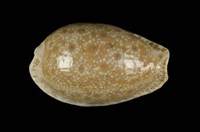 藏品(腰斑寶螺)的圖片